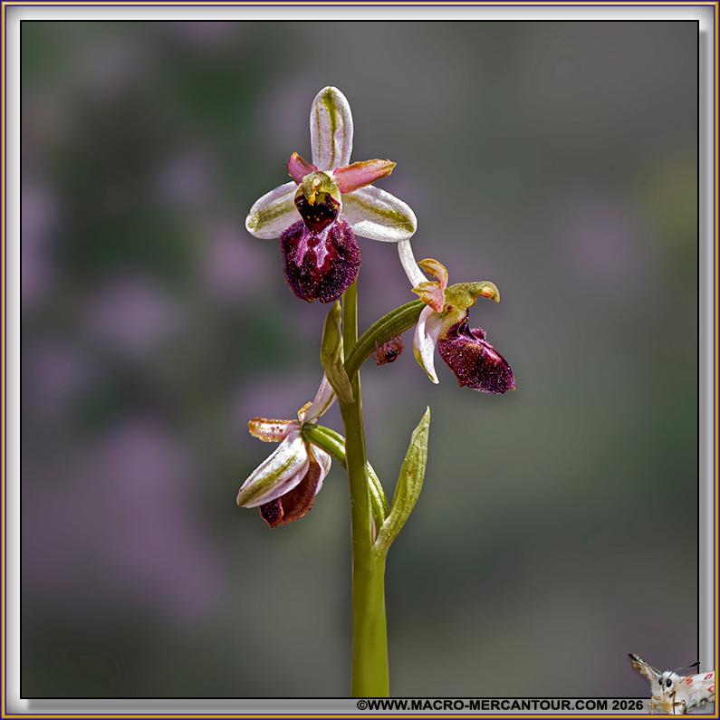 Ophrys arachnitiformis